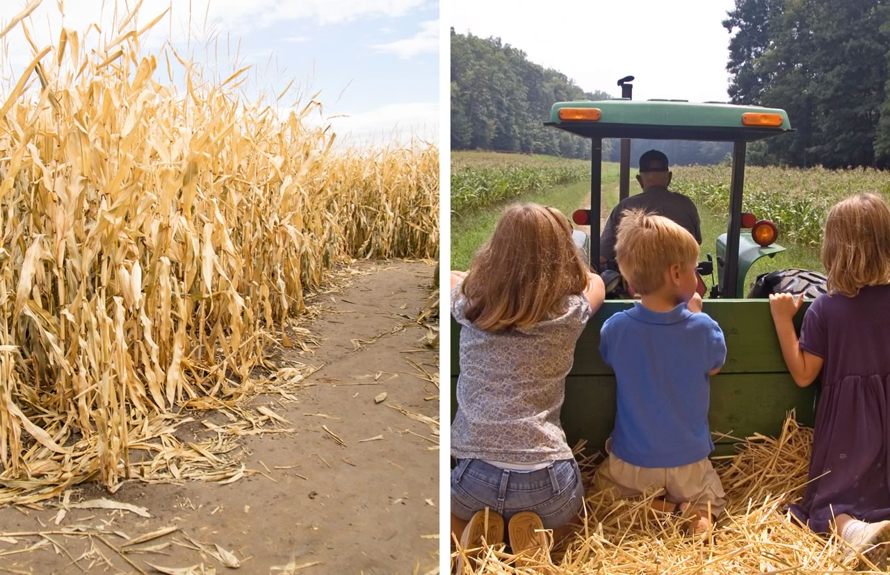 A corn maze featuring yellow corn stalks and a hayride with a tractor carrying kids.