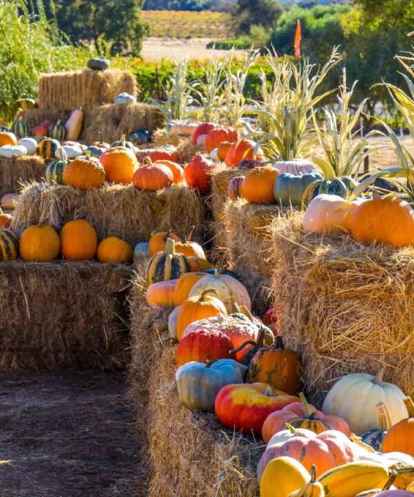 hay with pumpkins on top in multi colors with corn stalks