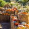 hay with pumpkins on top in multi colors with corn stalks