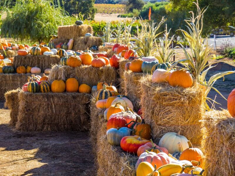 hay with pumpkins on top in multi colors with corn stalks