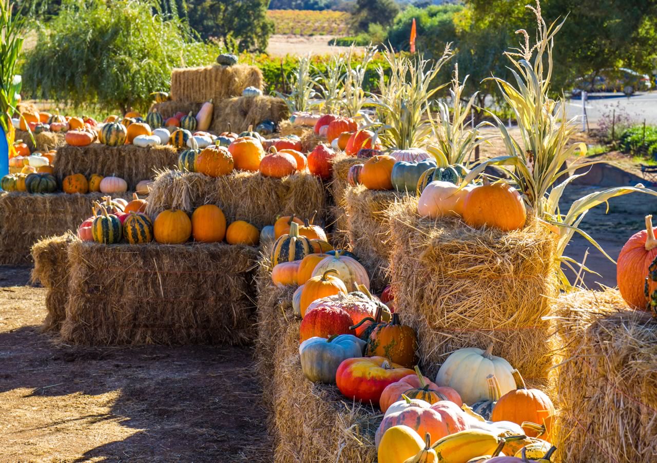 hay with pumpkins on top in multi colors with corn stalks